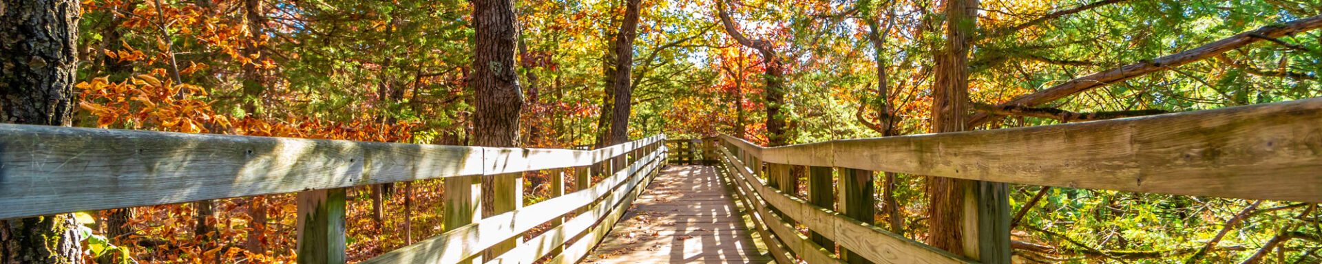 Path Forest